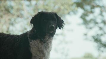 chien, debout, dans, jardin, regarder autour video