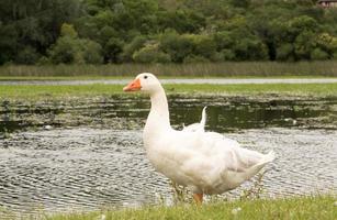 Gooses Near the Water photo