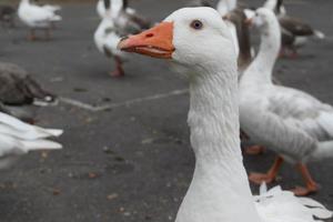 Geese near the water photo