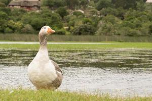 Goose near the water photo