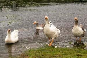 Geese near the water photo