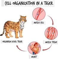 Diagram showing cell organization in a tiger vector