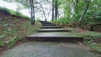 scala ricoperta di muschio nel parco nazionale tra alberi verdi e prato verde sotto il cielo nuvoloso. video