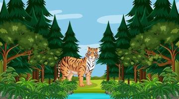 A tiger in forest or rainforest scene with many trees vector