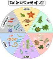 Information poster of six kingdoms of life vector