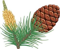 piña con agujas de pino aislado vector