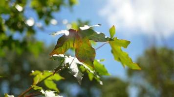 Grüne Blätter auf hellem Himmelshintergrund mit dem Wind, der die Blätter an einem sonnigen Tag weht. video
