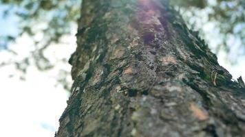 mano de mujer abrazando un majestuoso árbol en un día soleado de verano en el parque. día de la tierra y concepto de no deforestación. video