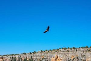 griffon vulture flying over the blue sky photo