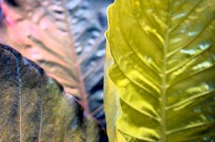 Natural leaves with glow golden, rusty silver, chromium colors gradient abstract texture background. photo