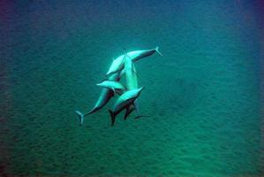 delfines nadando en forma de formación foto
