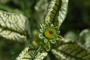 Variegated leaves of a perennial park plant photo