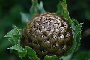 planta perenne del parque capullo marrón foto