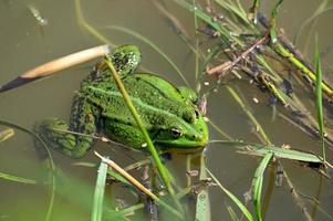 Green frog among the grass at the shore photo