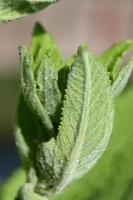 planta perenne gruesa hojas nubladas foto