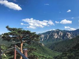 hermoso pino y alta montaña al fondo. parque nacional de seoraksan. Corea del Sur foto