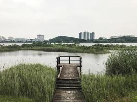 The wooden pier overgrown with reeds on the lake of Sokcho city, South Korea photo