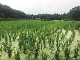 Arroz verde joven que crece en una granja en Corea del Sur foto