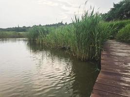 The wooden pier overgrown with reeds on the lake of Sokcho city, South Korea photo