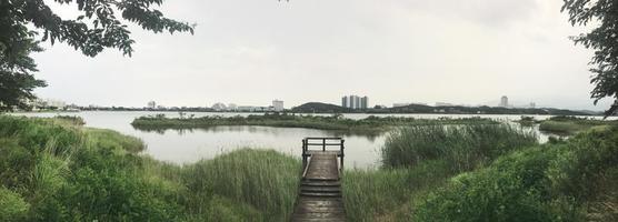 Panorama. The wooden pier overgrown with reeds on the lake of Sokcho city. South Korea photo