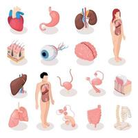 Human Organs Isometric Icons Set Vector Illustration