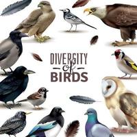 Ilustración de vector de composición de marco de diversidad de aves