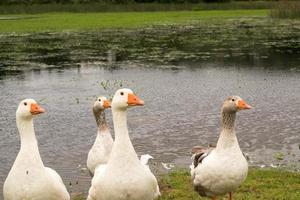 Gooses Near the Water photo