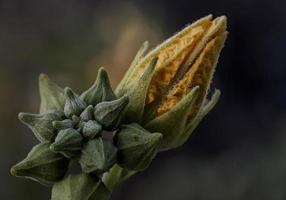 Flower on dark color background photo