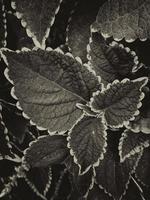 Background of dark gray color leaves photo