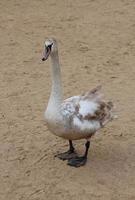 Swan with a brown specks on the background of a sandy beach. Wild large bird in nature photo