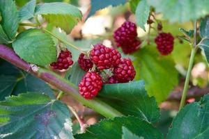 Hands picking blackberries during main harvest season with basket full of blackberries. ripe and unripe blackberries grows on the bush. Berry background. photo