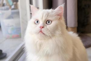 Persian Doll Face Chinchilla White Cat. Fluffy cute pet animal with blue eye photo