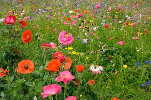 hermosas flores en el jardín foto