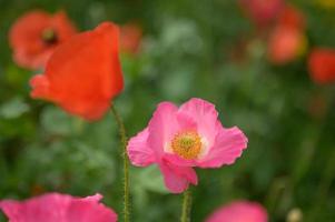 hermosas flores de primavera en el jardín foto