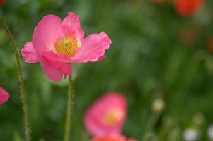 beautiful spring flowers in the garden photo