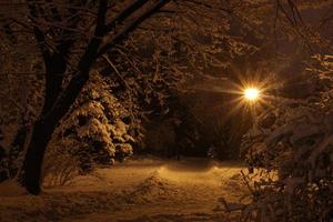 Winter night park with snow photo