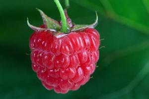 Red raspberry berry grows on a green background. photo