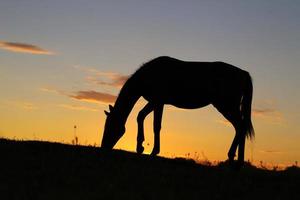 Beautiful grasshopper grazes at sunset. Summer landscape. photo