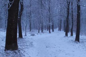 gloomy winter day in the forest photo