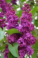 Purple lilac flowers. Spring bushes. photo