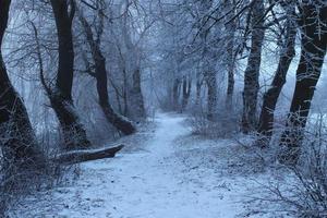 gloomy winter day in the forest photo