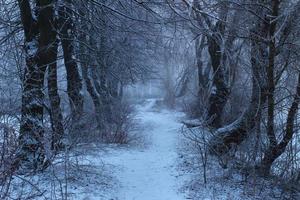 gloomy winter day in the forest photo