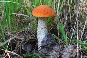 un hongo comestible en el bosque de cerca. foto