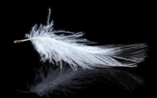 One feather on a black background photo