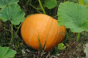 Orange vegetable pumpkin ripens in the garden. photo