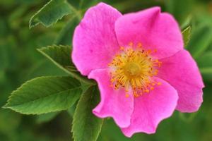 Pink rose hip flower in summer. photo