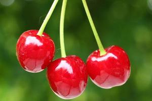 Cerezas rojas en verano sobre un fondo verde foto