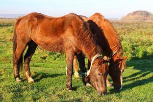 dos caballos marrones pastan en verano