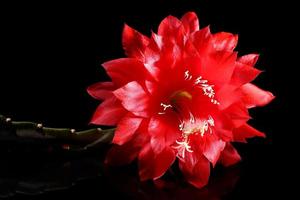 Beautiful red flower on a black background close-up. photo