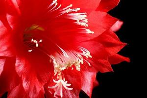 Beautiful red flower on a black background close-up. photo